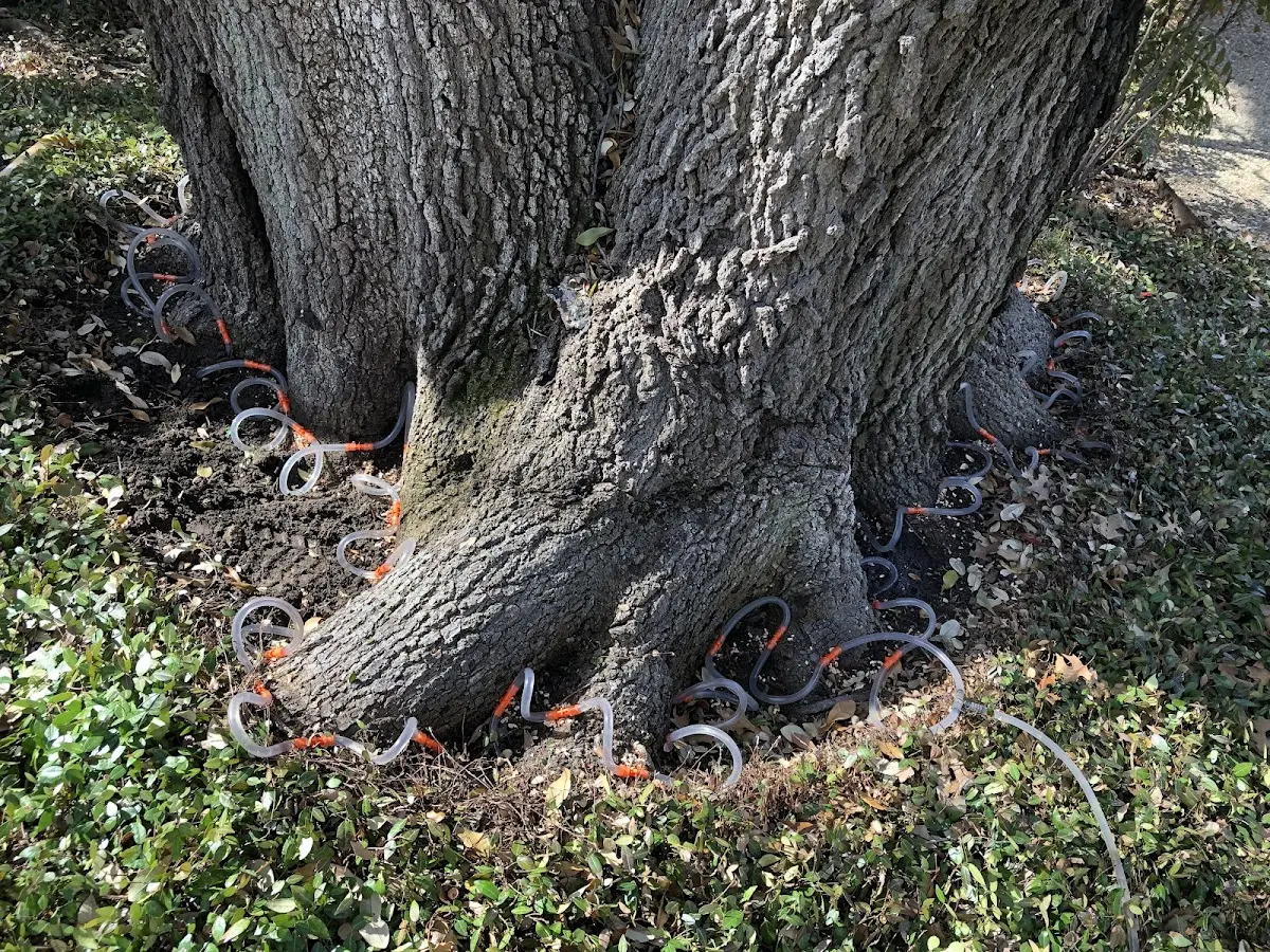 Detailed Tree Cabling and Bracing job site in Buffalo Valley
