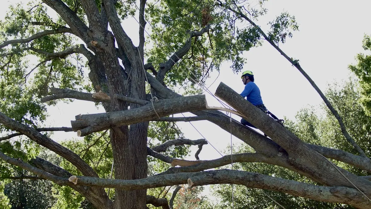 Professional Crown Thinning performed by certified arborists in Buffalo Valley