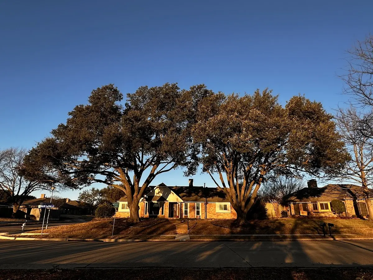 Established residential canopy tree shading a home in Buffalo Valley